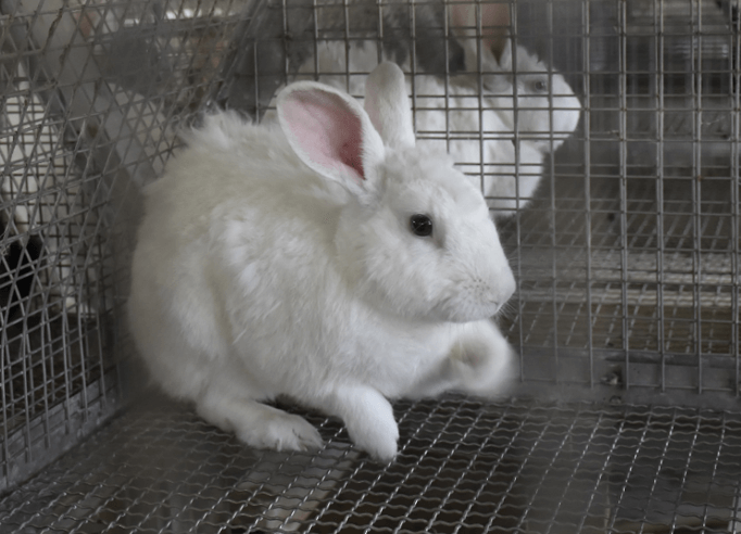 Laboratory animals for research and trade | WBLDC Ltd.