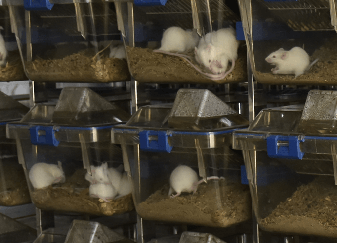 Laboratory animals for research and trade | WBLDC Ltd.